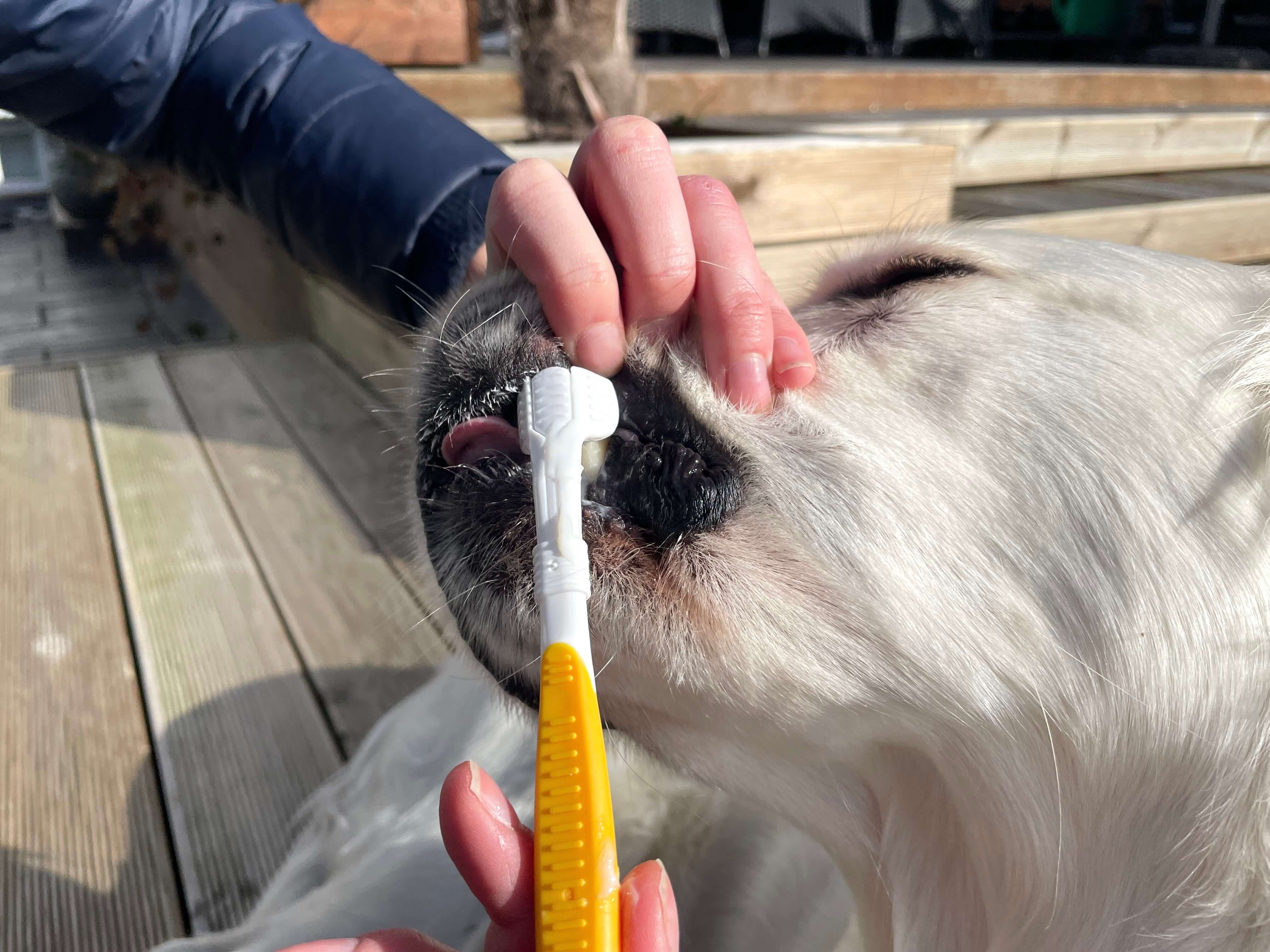Hundetandbørste i munden på en hund