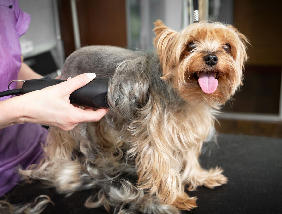 Hundetrimmer bruges til at trimme pelsen på langhåret hund