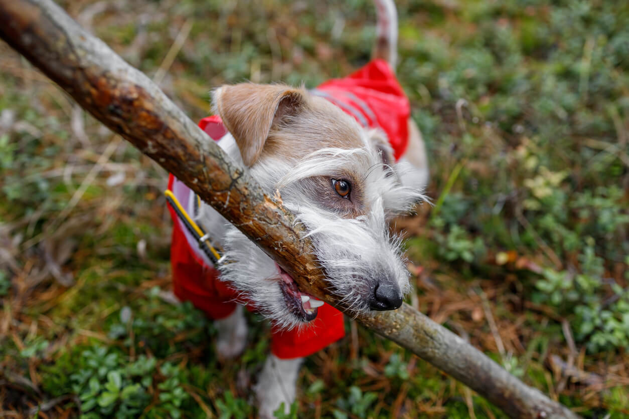 Jack Russell terrier hund med rød regnjakke på og gren i munden