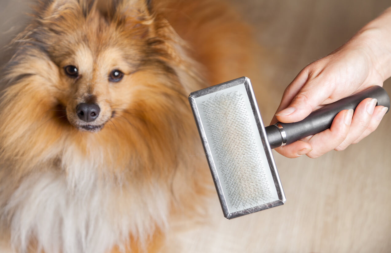 Karte med bløde stålpigge til at børste hund