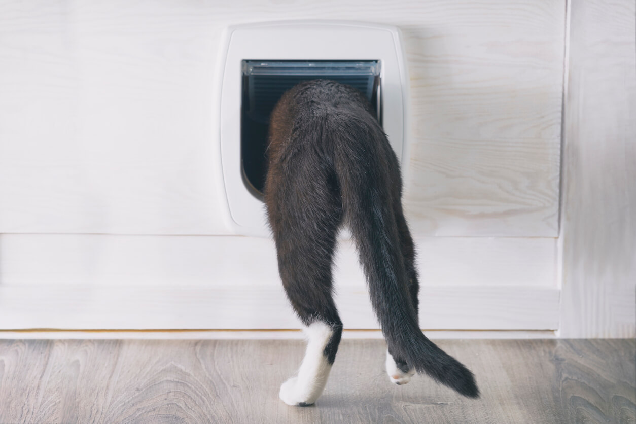 Kat på vej ud i haven gennem kattelem