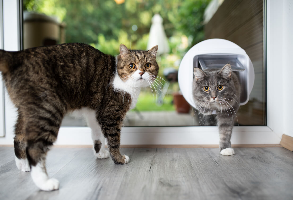 Kattelem med chip lukker kat ind og anden kat er allerede inde