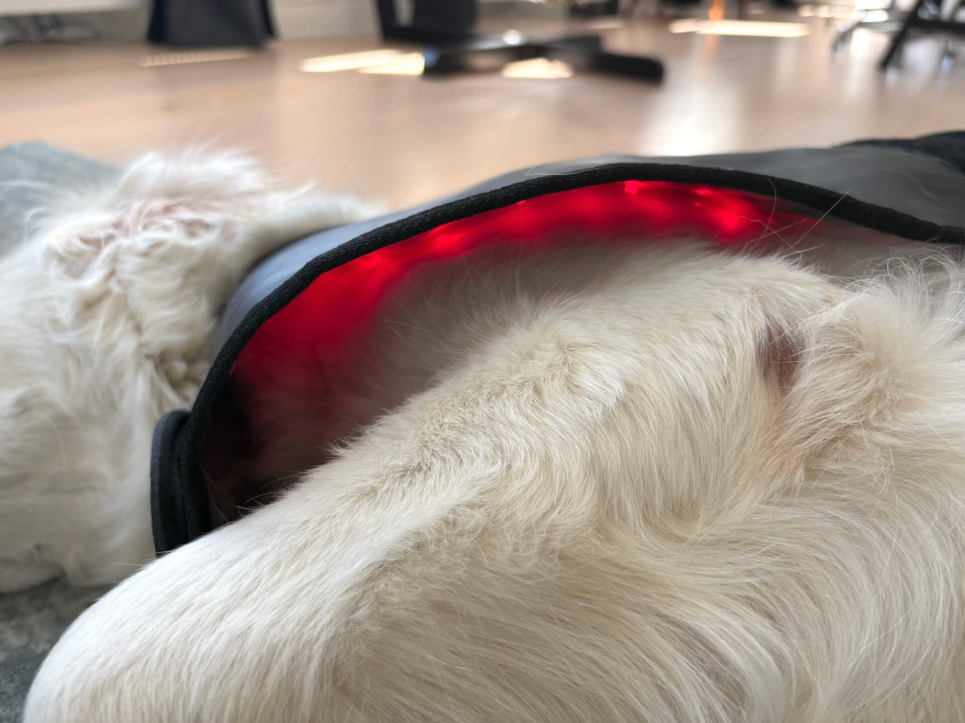 Kig ind til lyset på Heat Sense Rød lysterapi tæppe til hunde på hund