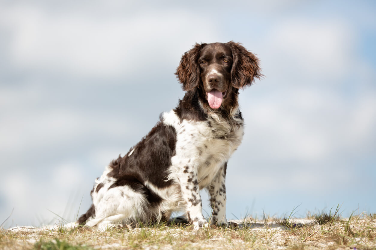 Kleiner Munsterlander hund på gåtur ved stranden