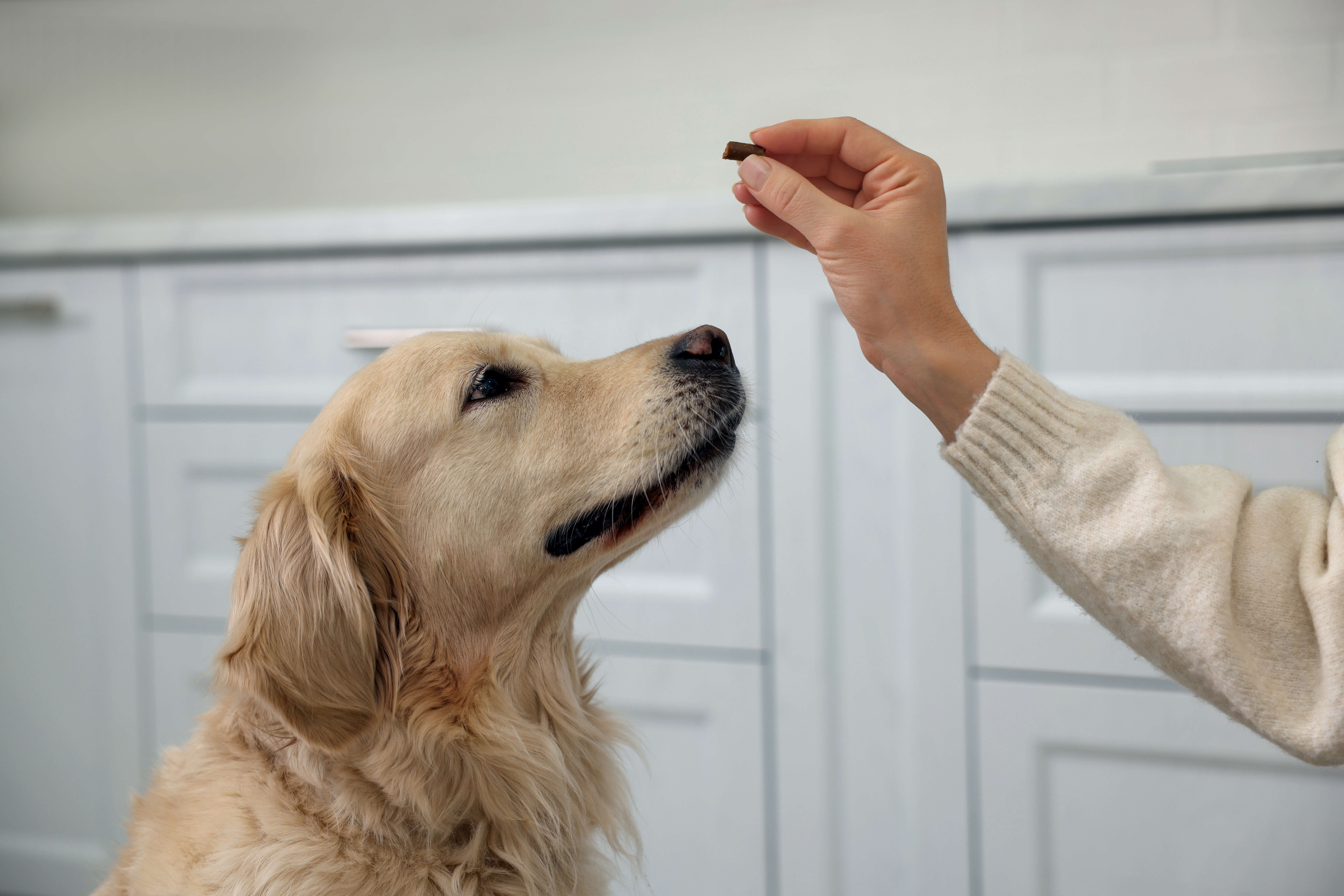 Kvinde giver glucosamin til golden retriever