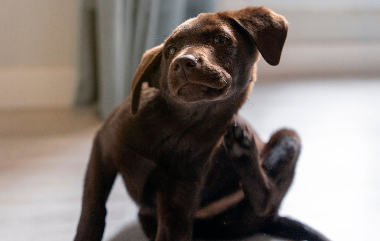 Labrador hvalp med loppe kradser sig selv med poten