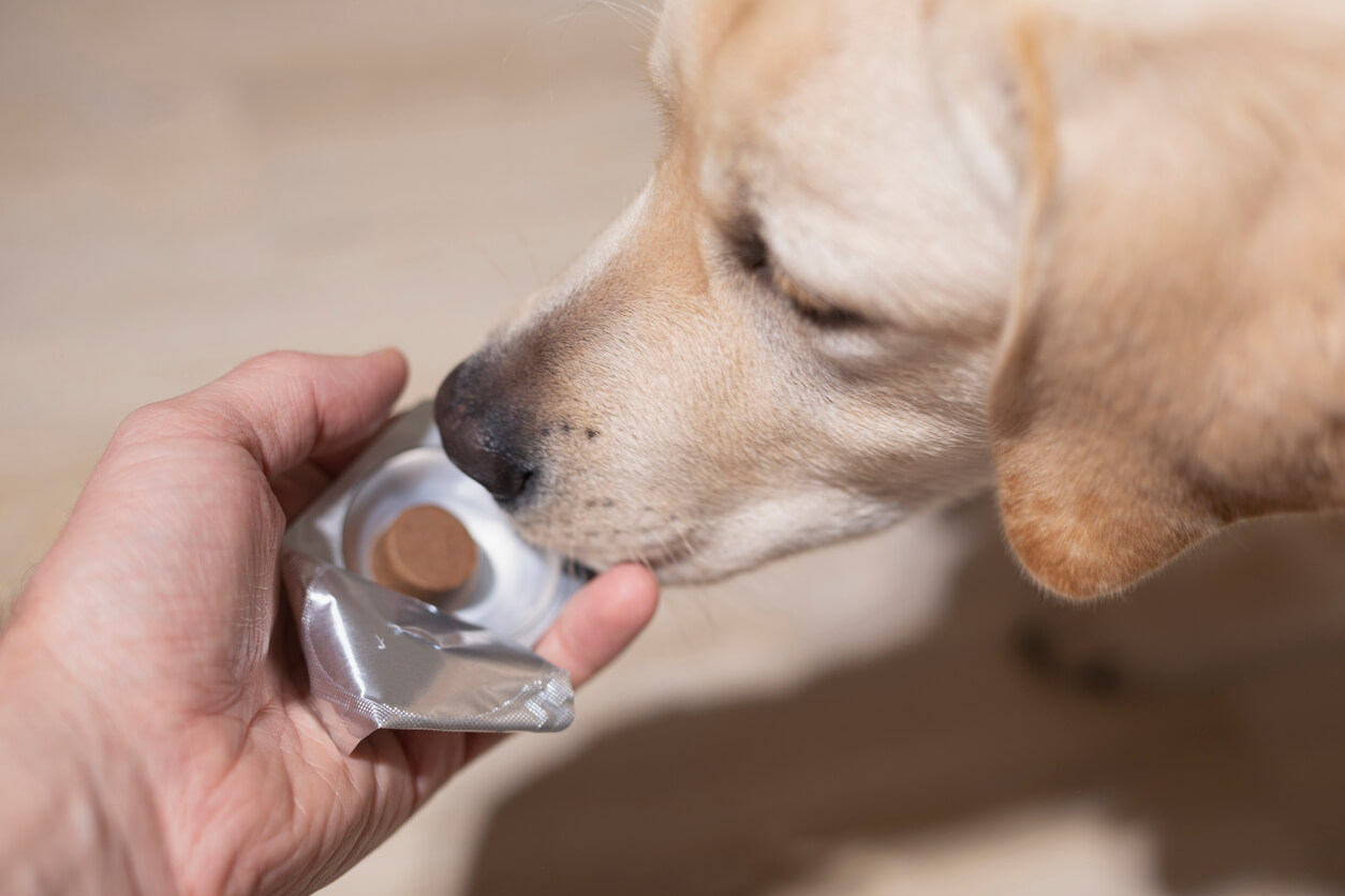 Labrador snuser til tablet mod lopper