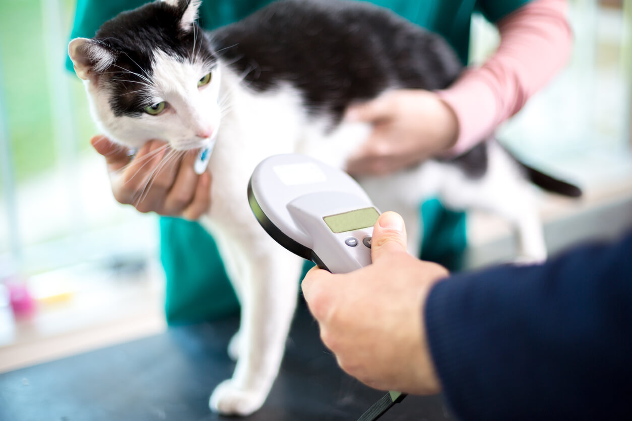 Mikrochip i kat aflæses af dyrelæge med scanner