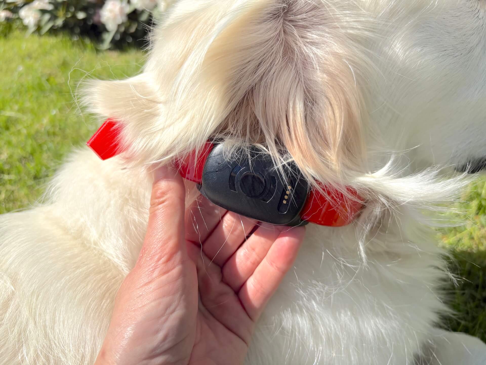 MiniFinder Atto Pro i halsbånd på hund