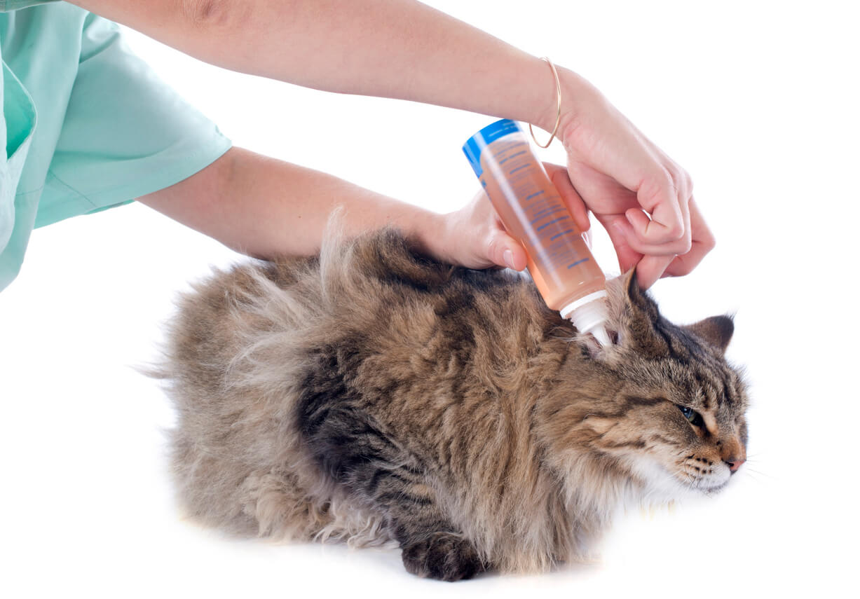 Ørerens i pipette sprøjtes ind i kats øregang