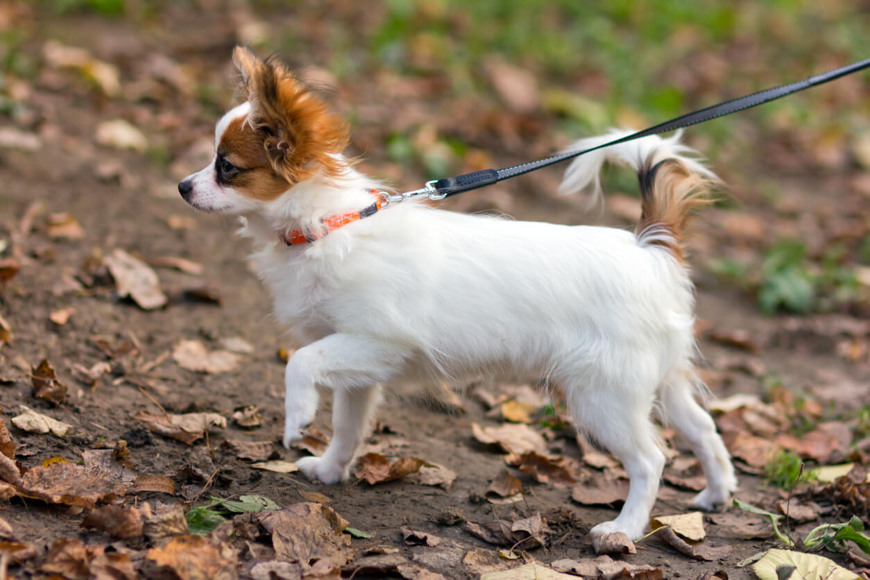 Papillon hund i flexline på gåtur