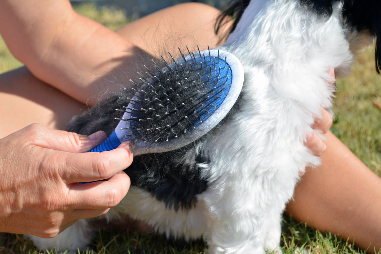 Pigbørste med plastpigge børster hund