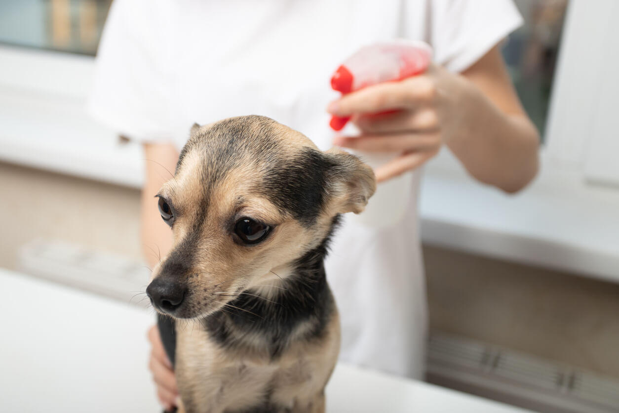 Pige sprøjter loppespray i nakke på lille hund