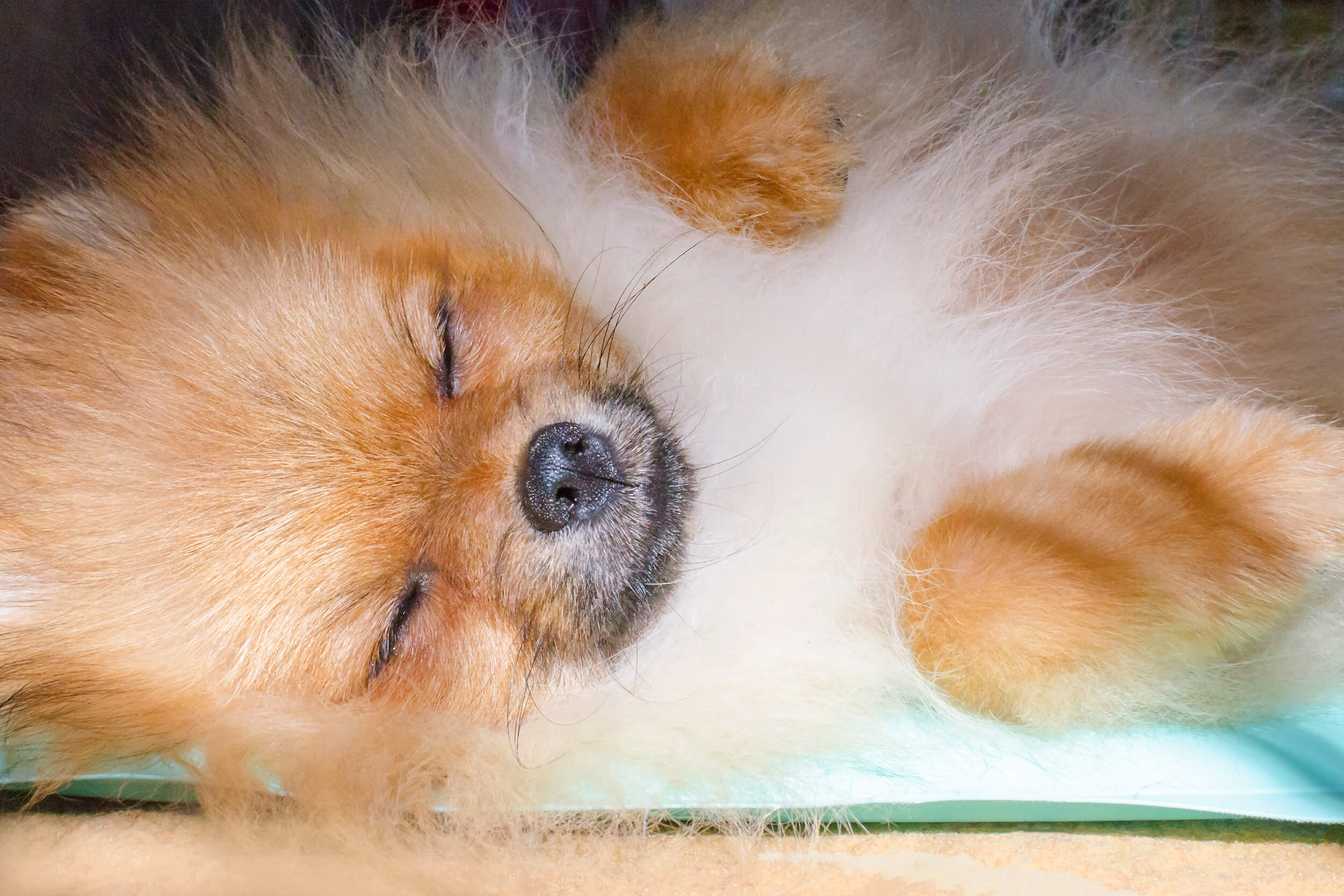Pomeranian hund sover på kølemåtte til hunde