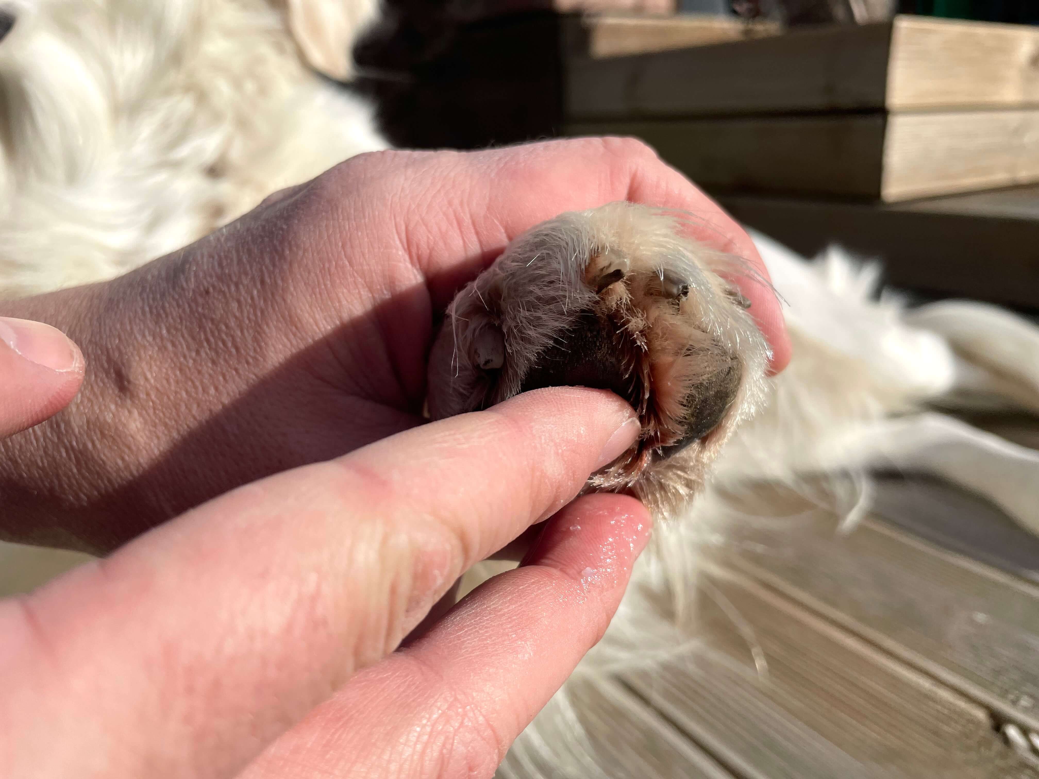 Potevoks fra Animigo smøres på en hunds trædepude