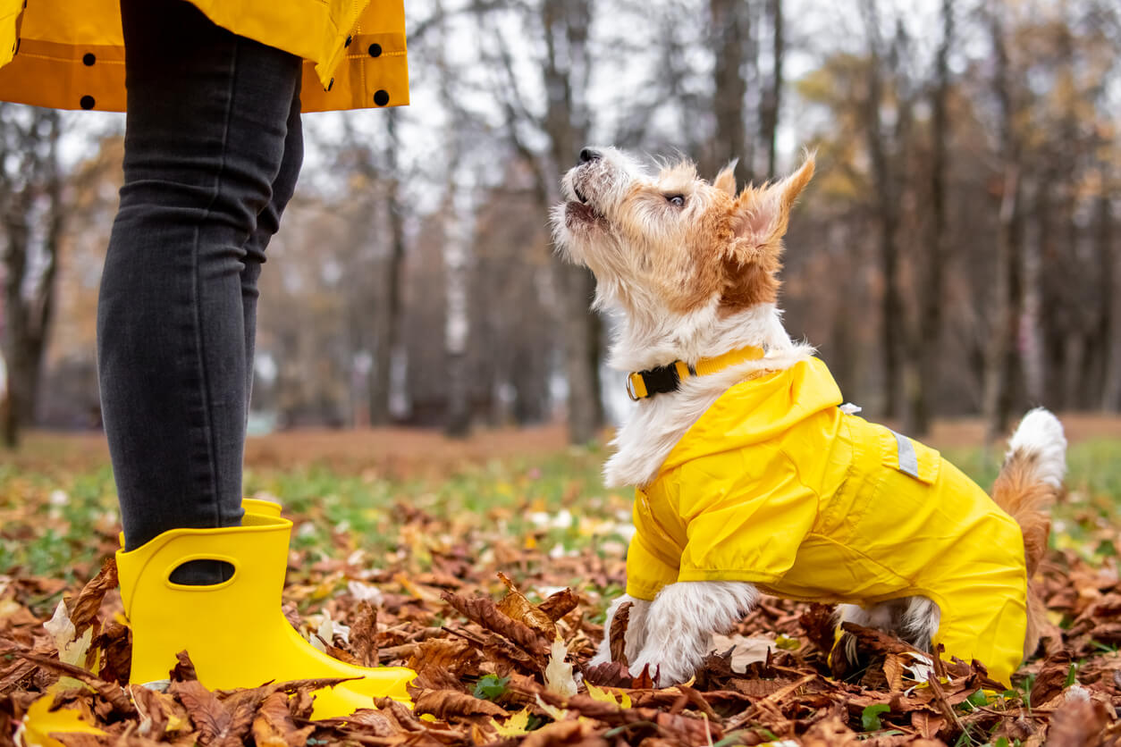 Regnjakke på lille hund med korte ben