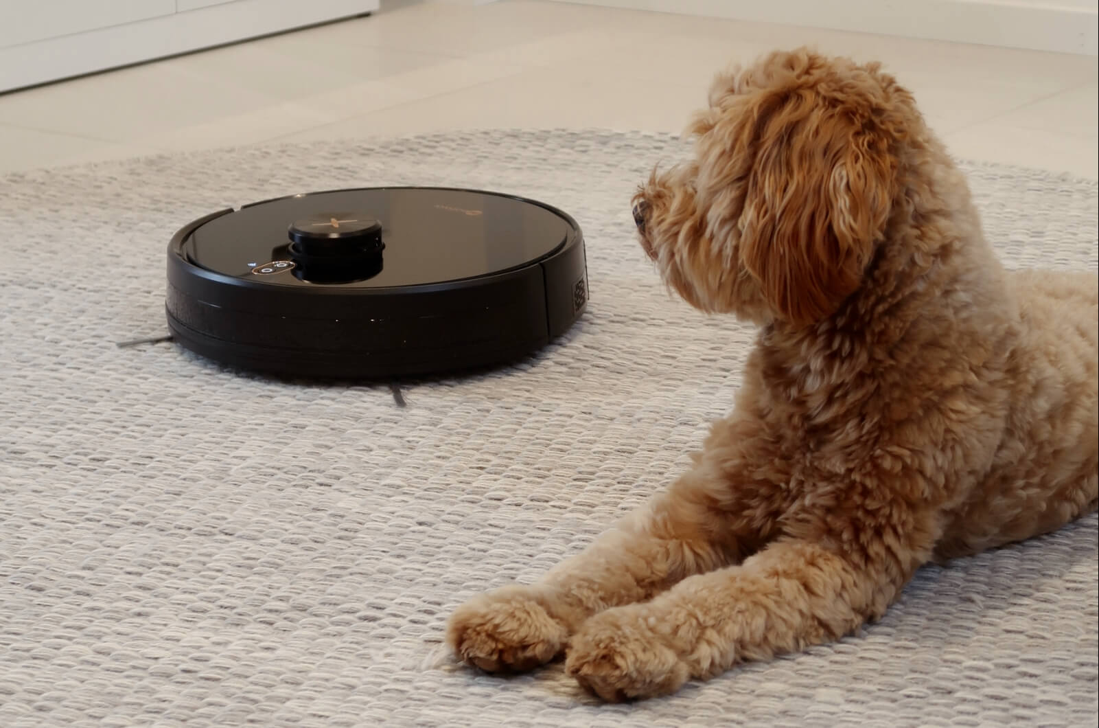 Robotstøvsuger og hund på tæppe i stue