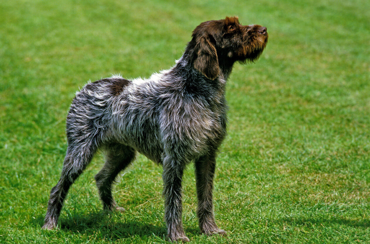 Ruhåret hønsehund med vandafvisende pels
