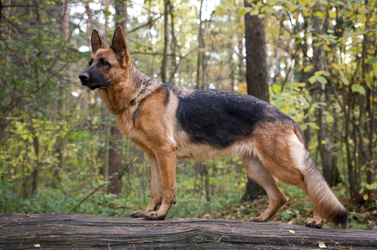Schæferhund med dækhår og tæt lag underuld