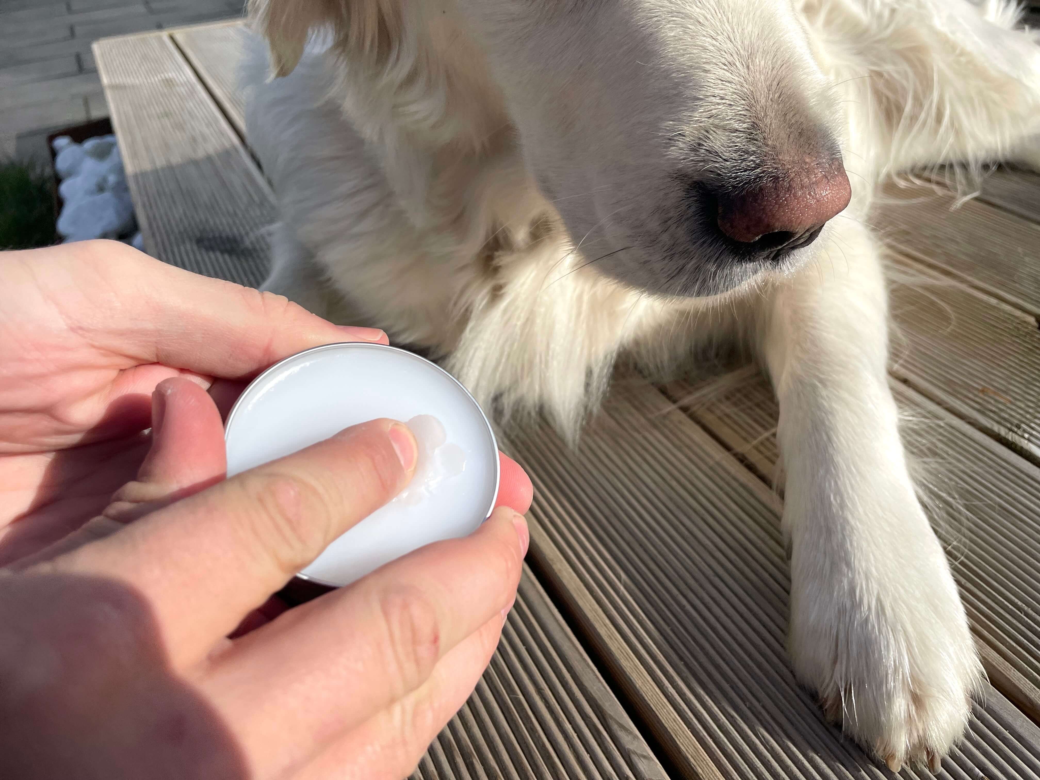 Snude- og potevoks skrabes op med fingerspids foran hund