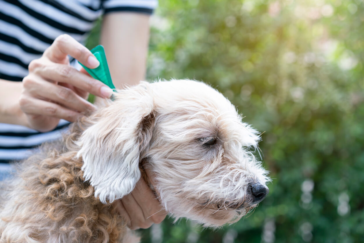 Spot-on pipette med lusemiddel kommes på nakken af hund