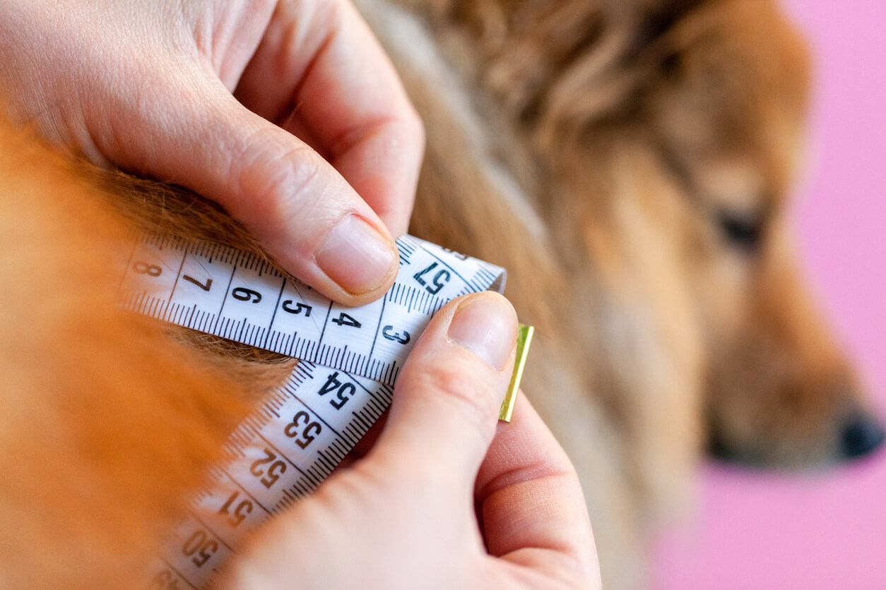 Størrelsen på hund måles med målebånd