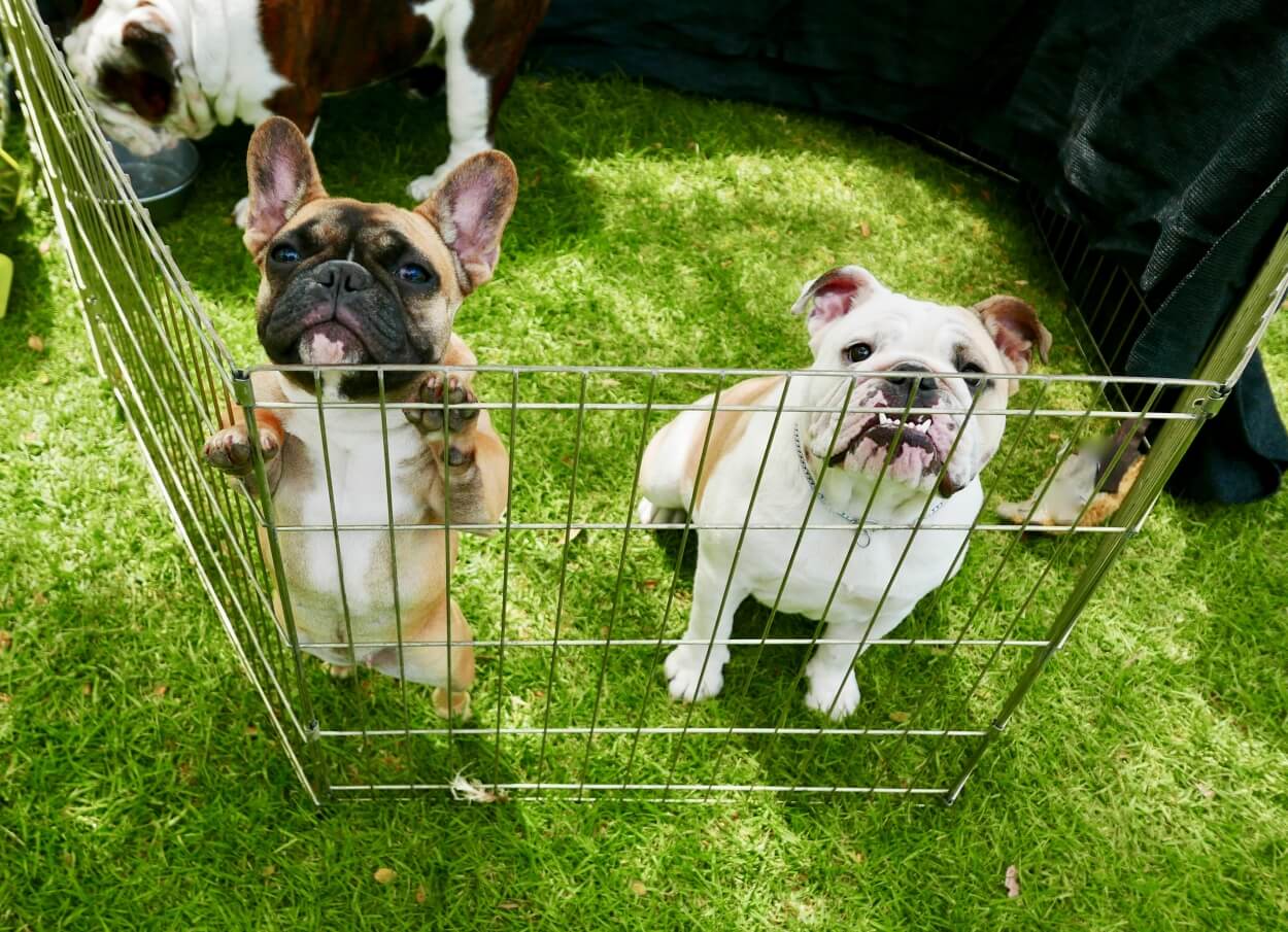 Transportabel hundegård opsat i have med glade hunde