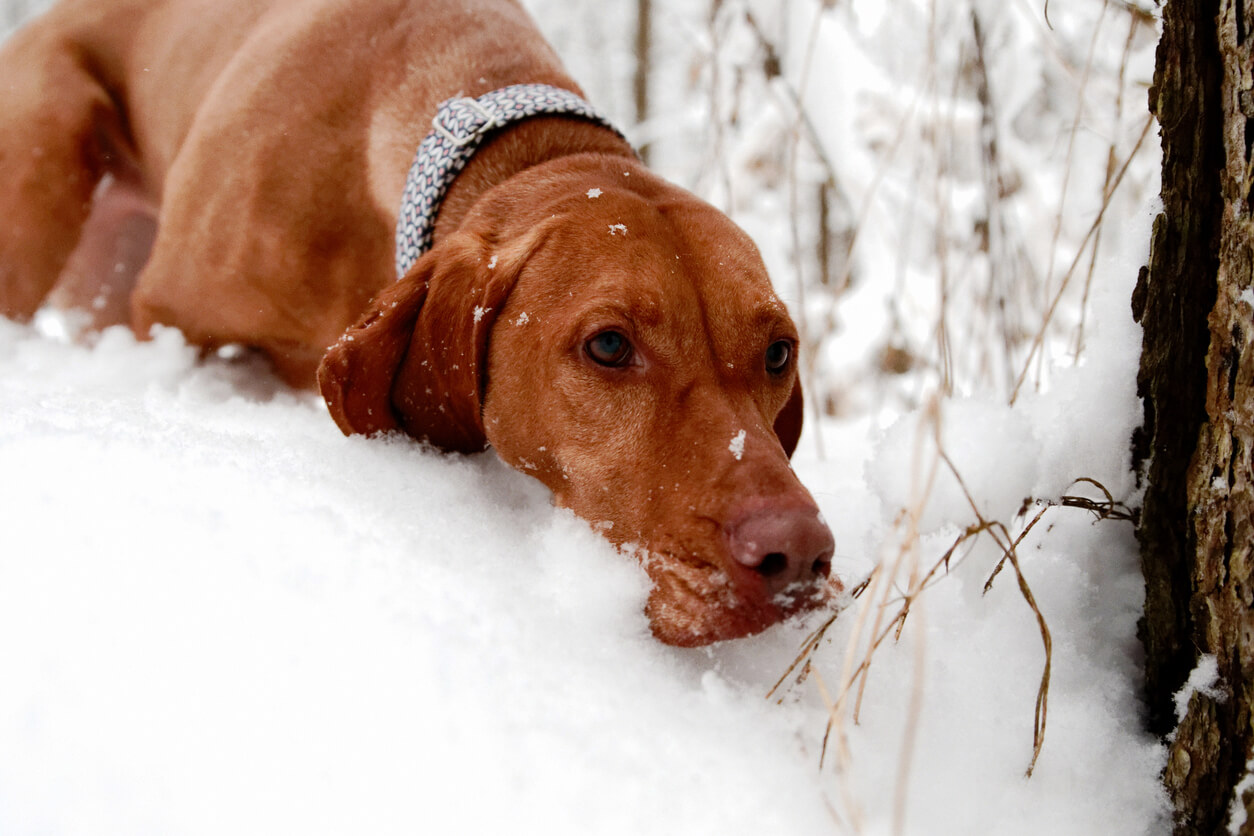 Vizla hund søger i sneen