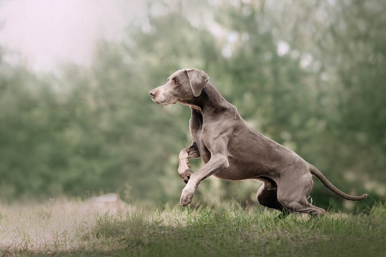 Weimaraner med kort hår i spring i skoven